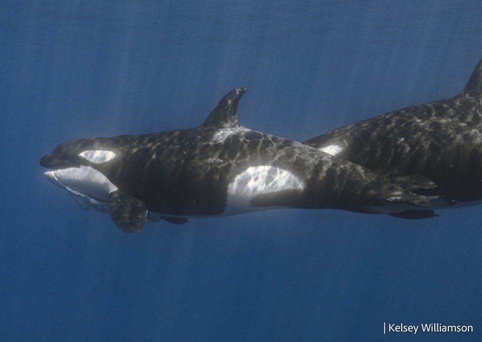 Several of the killer whales were observed with whale shark carrion in their mouths