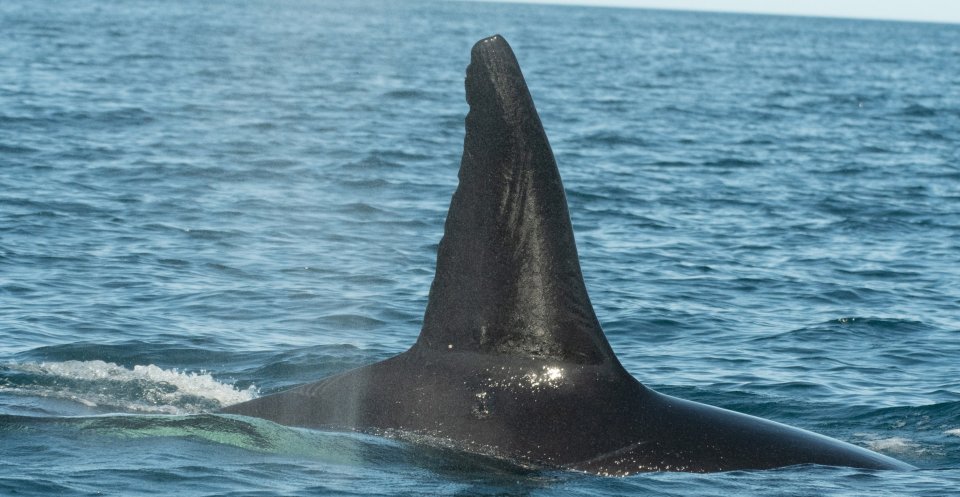 Moctezuma, the adult male of the pod is identified as one of the killer whales involved in the attack