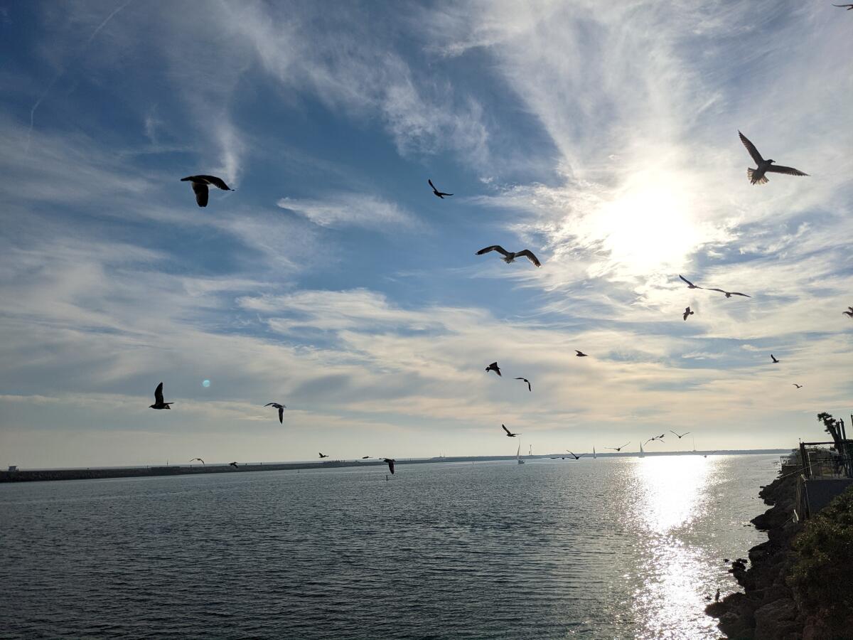 Reader Rick Jashnani submitted this image from his Ballona Creek walk.