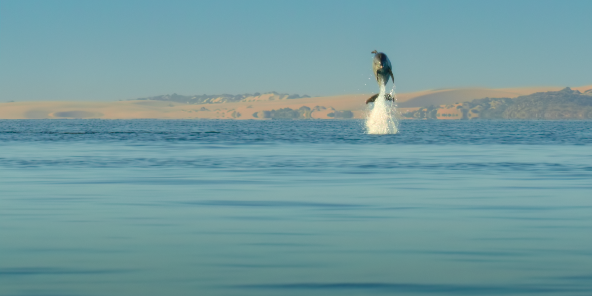 A whale leaps out of the water