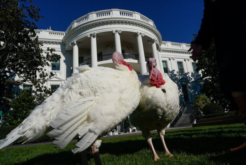 The National Thanksgiving turkeys "Peach" and "Blossom" wait to be pardoned by U.S. President Joe Biden at the 77th anniversary of the National Thanksgiving Turkey presentation on the South Lawn of the White House in Washington on Monday. Photo by Yuri Gripas/UPI