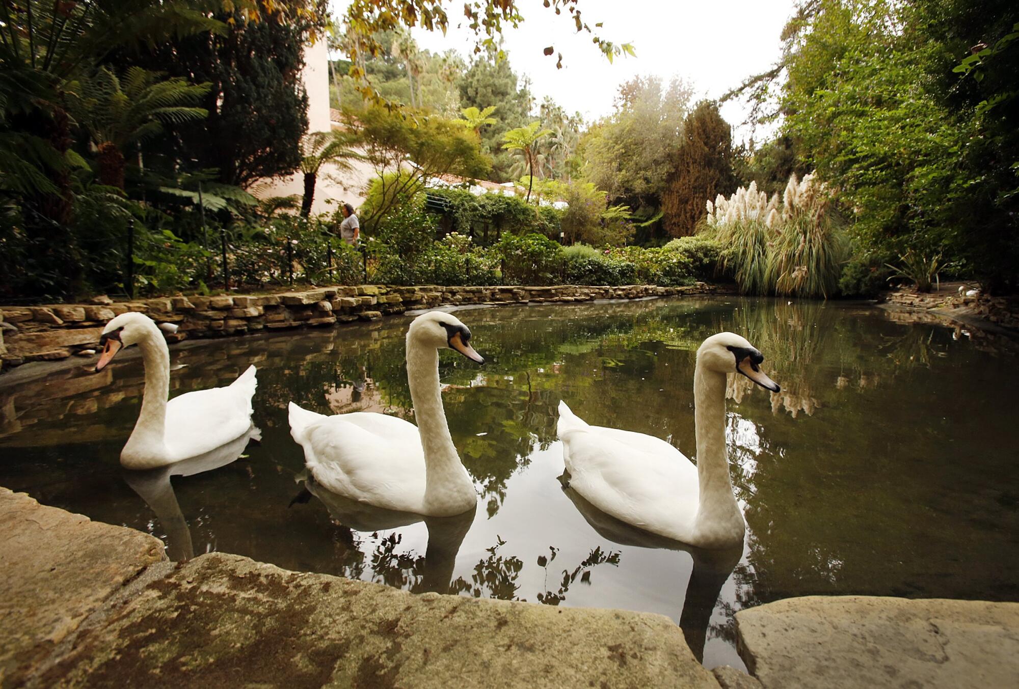 Swan Lake at the entrance to the Hotel Bel-Air located at 701 Stone Canyon Road in Los Angeles.