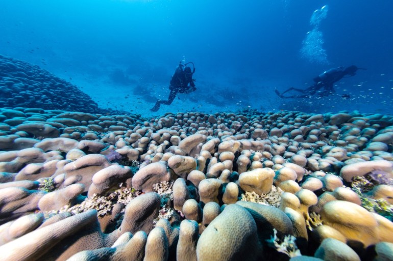 This handout photo taken by National Geographic Pristine Seas on October 24, 2024, and released on November 14, shows divers swimming over the world's largest coral located near the Pacific's Solomon Islands. - Scientists say they have found the world's largest coral near the Pacific's Solomon Islands, announcing on November 14, a major discovery "pulsing with life and colour". (Photo by INIGO SAN FELIX / NATIONAL GEOGRAPHIC PRISTINE SEAS / AFP) / NO USE AFTER DECEMBER 14, 2024 04:18:12 GMT - RESTRICTED TO EDITORIAL USE - MANDATORY CREDIT "AFP PHOTO / NATIONAL GEOGRAPHIC PRISTINE SEAS" - NO MARKETING NO ADVERTISING CAMPAIGNS - DISTRIBUTED AS A SERVICE TO CLIENTS - NO ARCHIVE