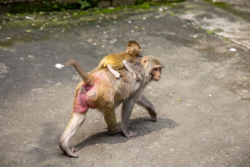 A wild Rhesus macaque monkey carries her infant in Old Dhaka, Bangladesh, in August 2021 and is the same type of primate that left an enclosure Wednesday at the Alpha Genesis research facility in Yemassee, S.C. Photo by Monirul Alam/EPA-EFE