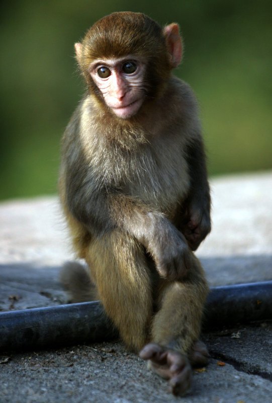 A Rhesus Macaque monkey watches the traffic on the road to Tai Wai, Hong Kong, on January 15, 2004. Forty-three such primates have escaped from a South Carolina research facility. As of Monday night, 30 have been recaptured. Photo by Paul Hilton/EPA