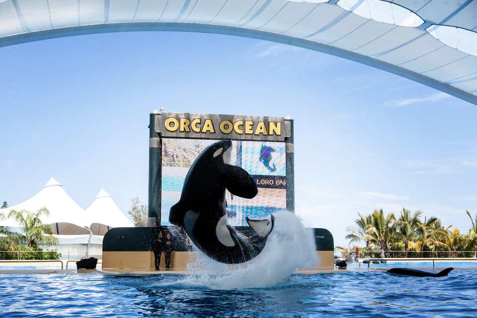 Keto died aged 29 at Tenerife zoo