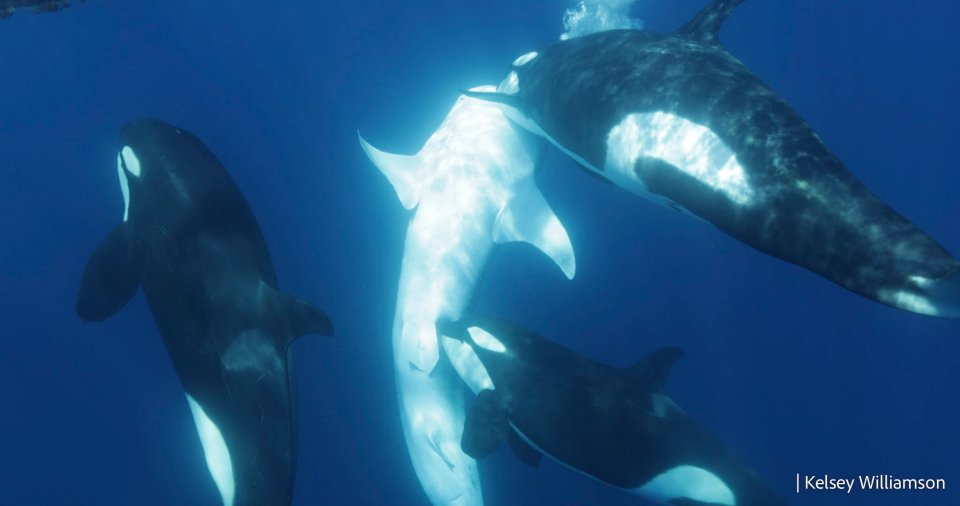 The whale shark is brought shallower to the surface and one orca is biting near the pelvic area