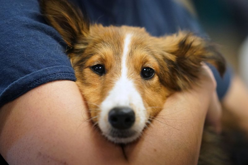 On November 22, 1954, the Humane Society of the United States was founded. File Photo by Bill Greenblatt/UPI