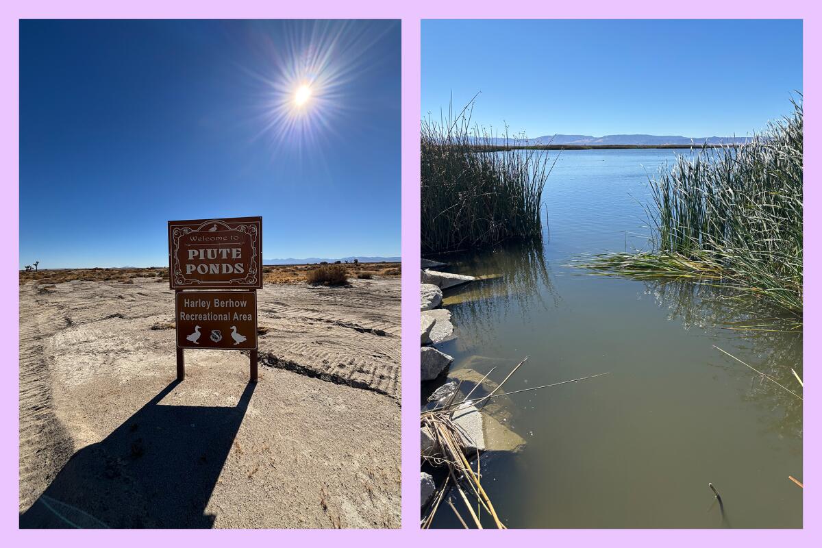 Two photos: The welcome sign to Piute Ponds. Native grasses and other vegetation.