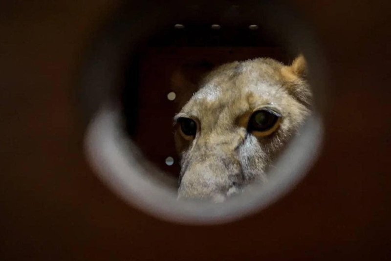 Russian President Vladimir Putin gifted 70 animals to the Pyongyang Zoo, Russia's Ministry of Natural Resources and Environment said Wednesday, including a lion, bears and yaks. Photo courtesy of Russian Ministry of Natural Resources and Environment