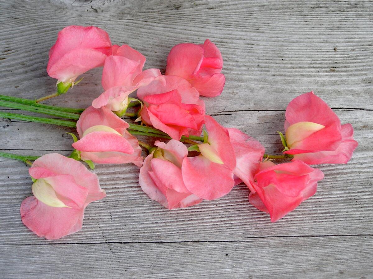 Several long-stemmed Spencer variety sweet peas in a color described as watermelon.