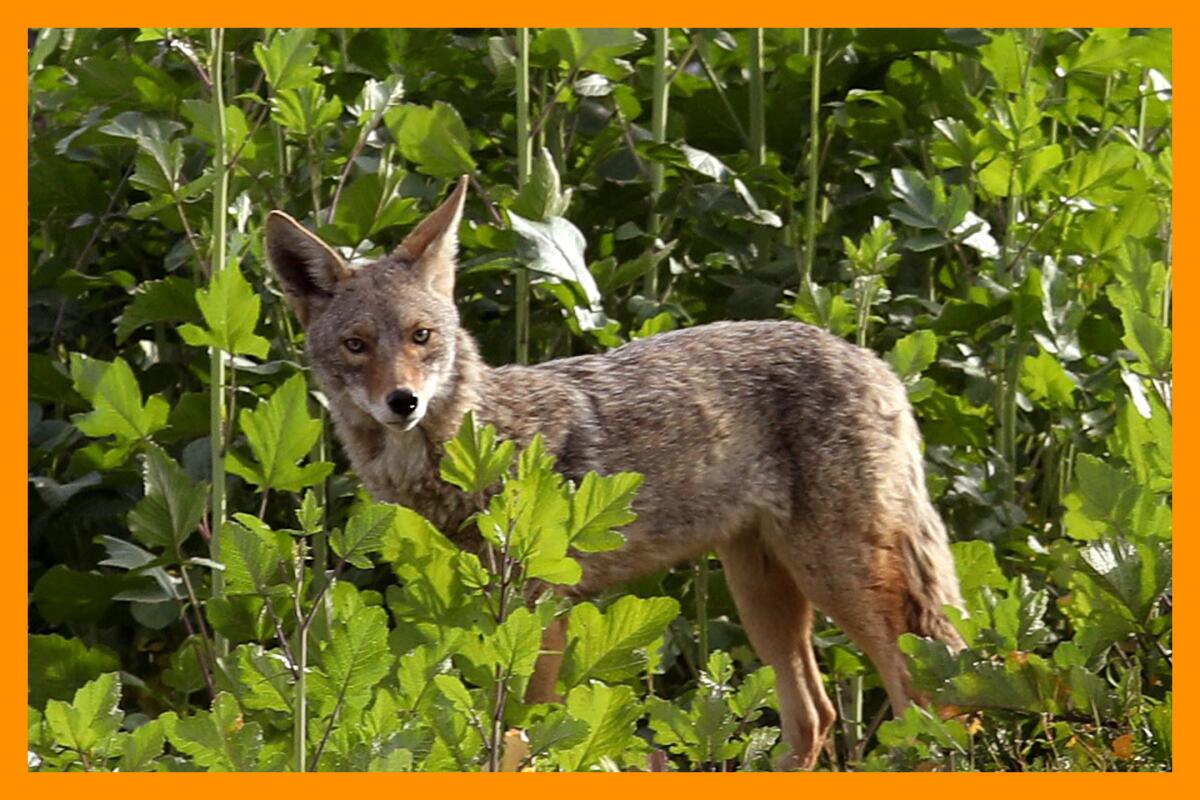 A coyote looks towards the photographer amongst bright green bushes.