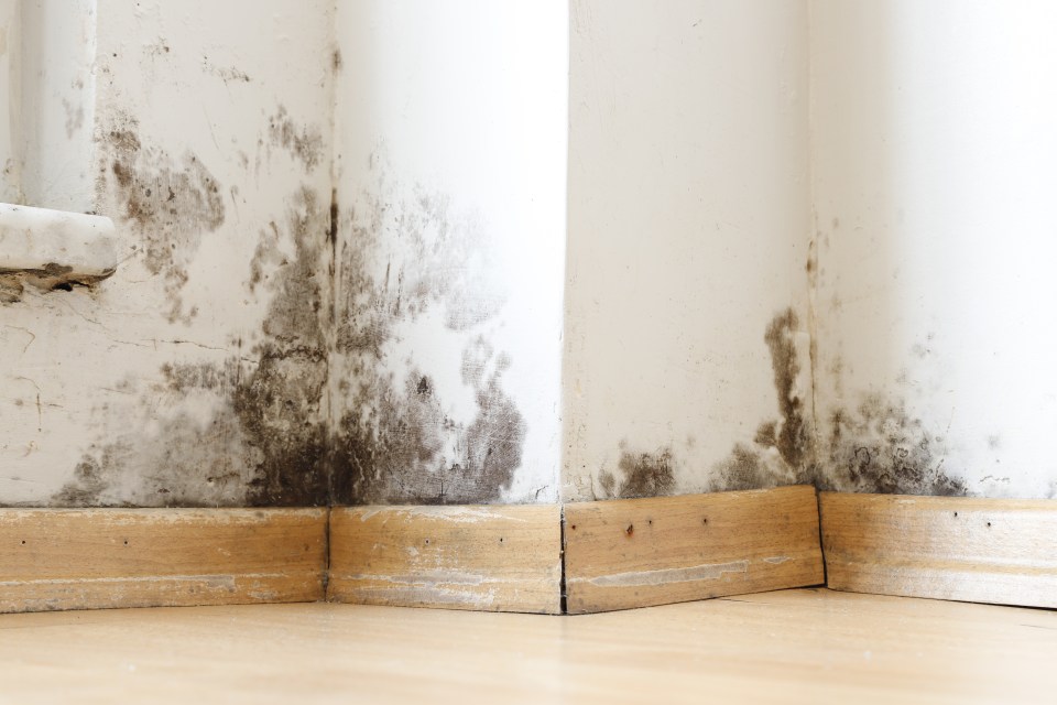 Experts have revealed a top cleaning hack to help get rid of mould