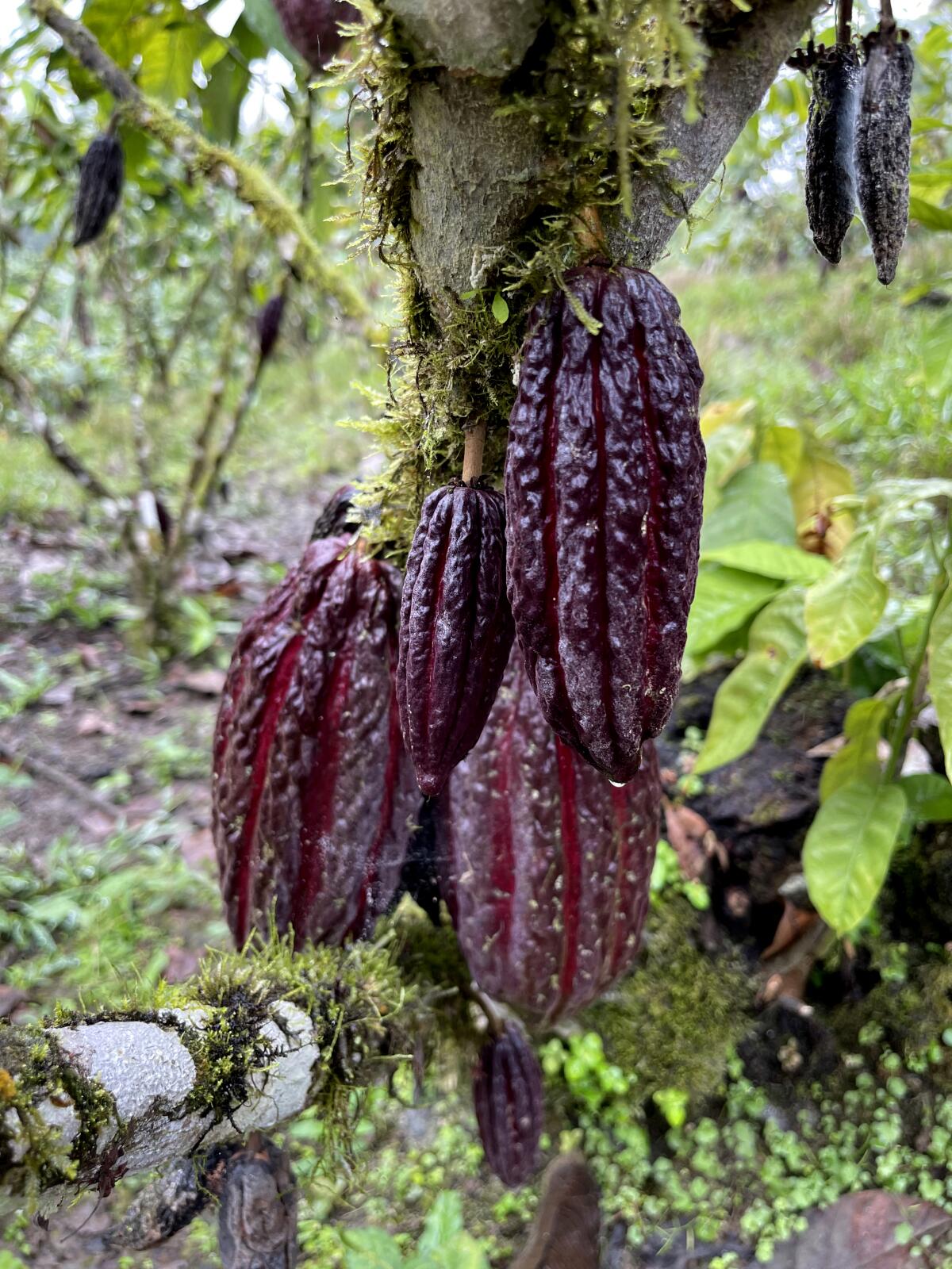  Pods of cacao beans hanging from a tree