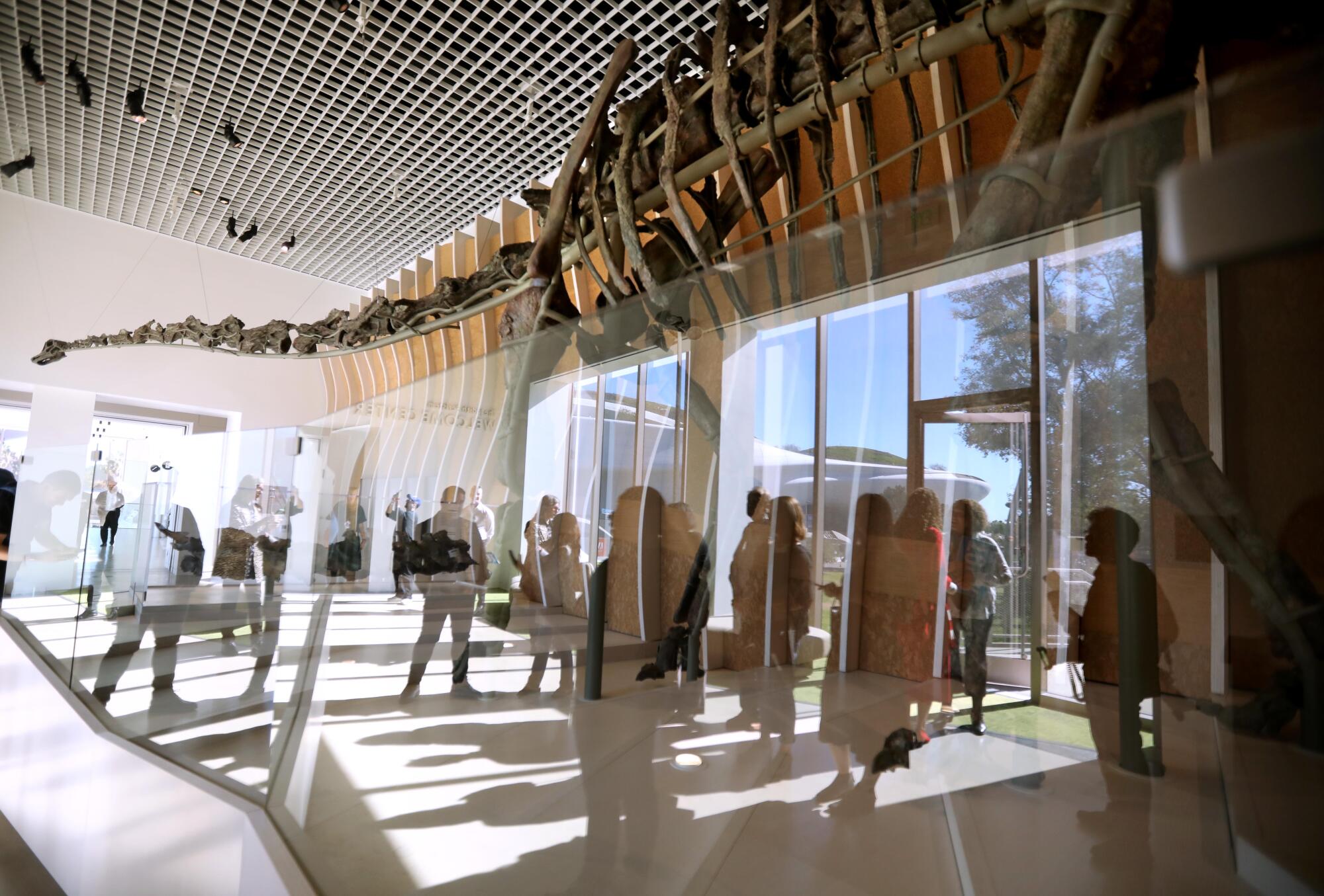 Visitors are reflected in a giant window looking onto Gnatalie, a 70-foot dinosaur skeleton on view in the new NHM Commons. 