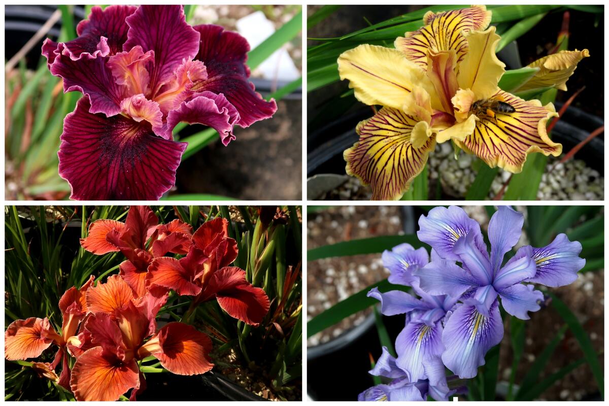 Four native Pacific Coast irises in magenta and orange, yellow with dark red veins, burnt orange and deep violet.