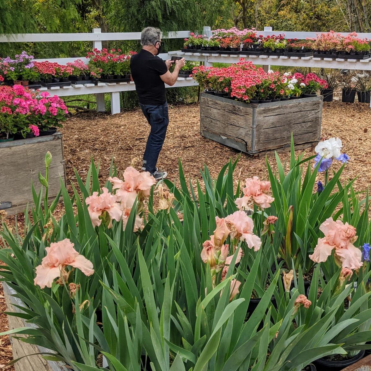 A cluster of peach-colored tall bearded iris known as 'Peggy Sue.'