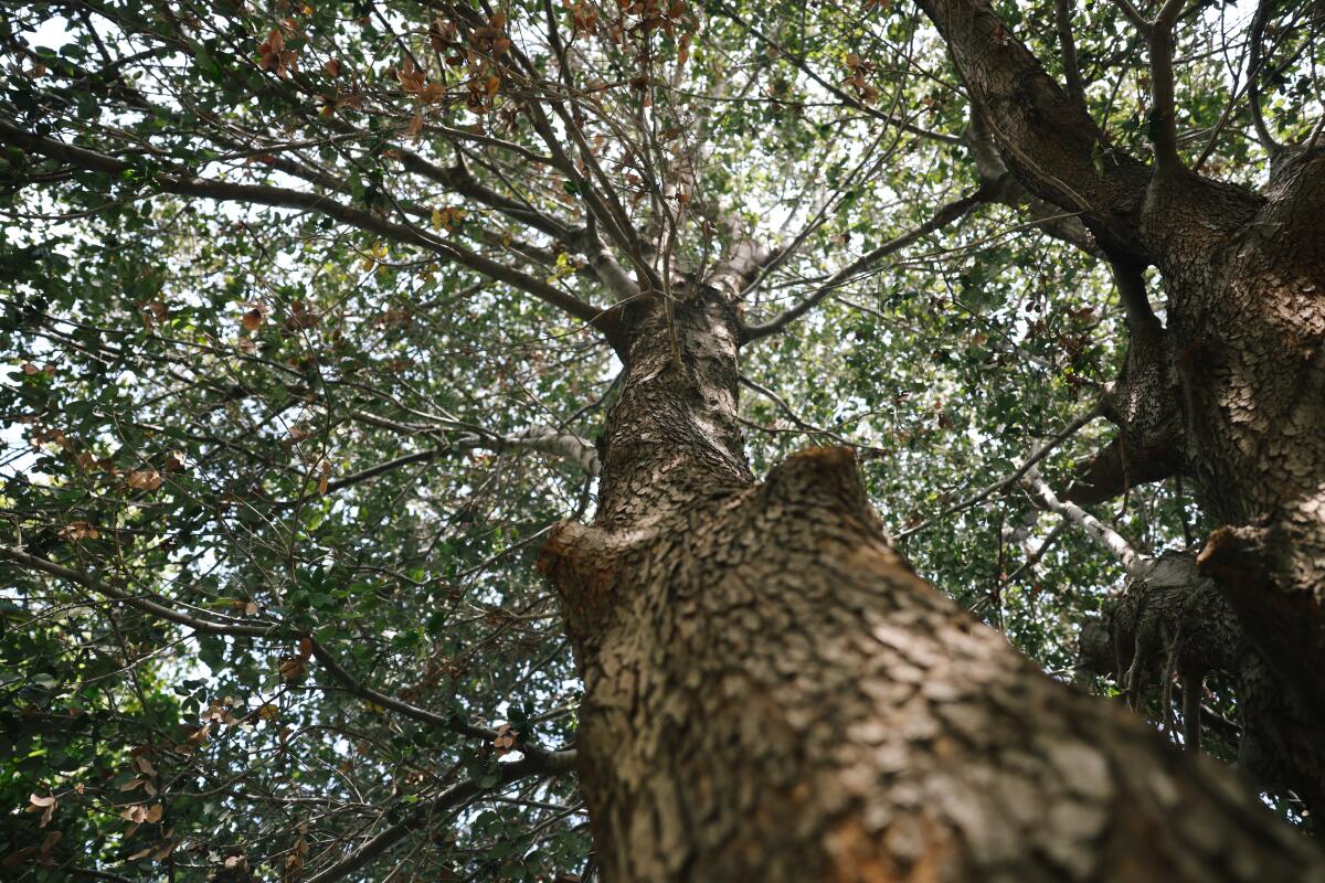 A towering island oak tree looking up from the ground along the trunk to the top. 