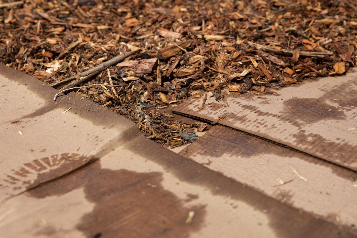 Wet layered cardboard covered with wood chips, a technique known as lasagna mulching. 