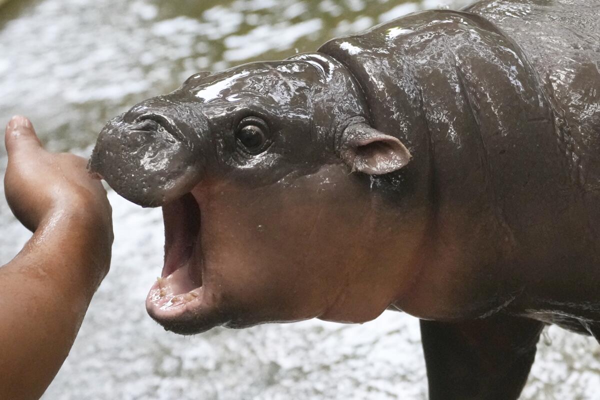 Baby hippo Moo Deng plays with a zookeeper in the Khao Kheow Open Zoo in Thailand on Sept. 19, 2024.