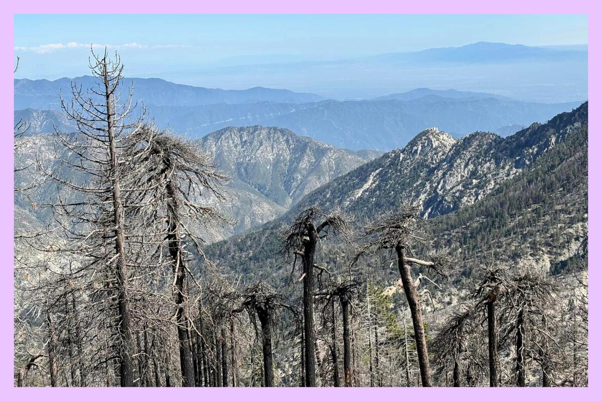 Burned trees from the Bobcat fire in the Mt. Waterman area.