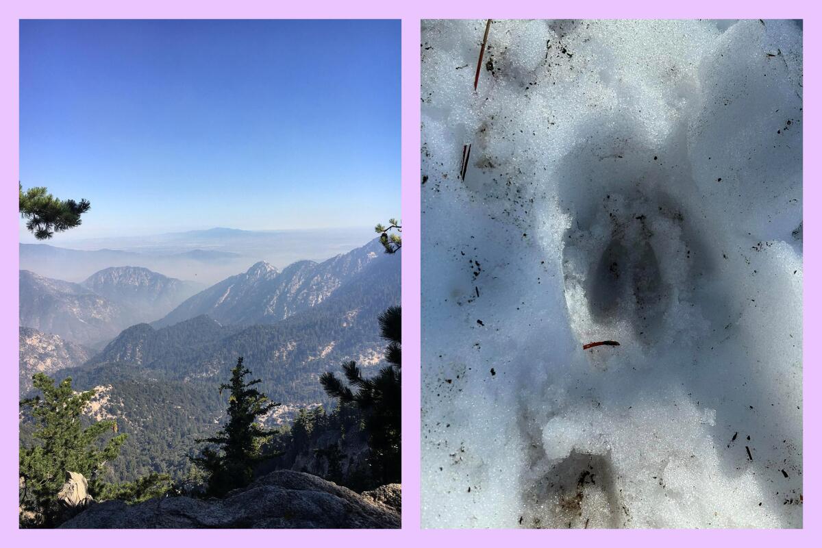 Left: A view of the peaks below Mt. Waterman trail; Right: Animal tracks left in the snow near Mt. Waterman.