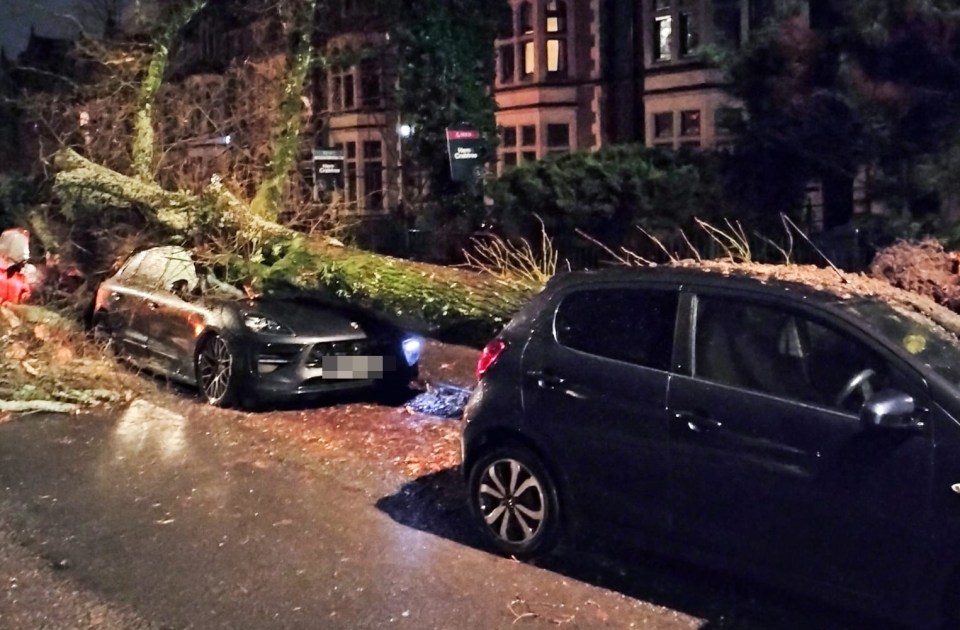 A fallen tree smashed a car's windscreen in Cardiff