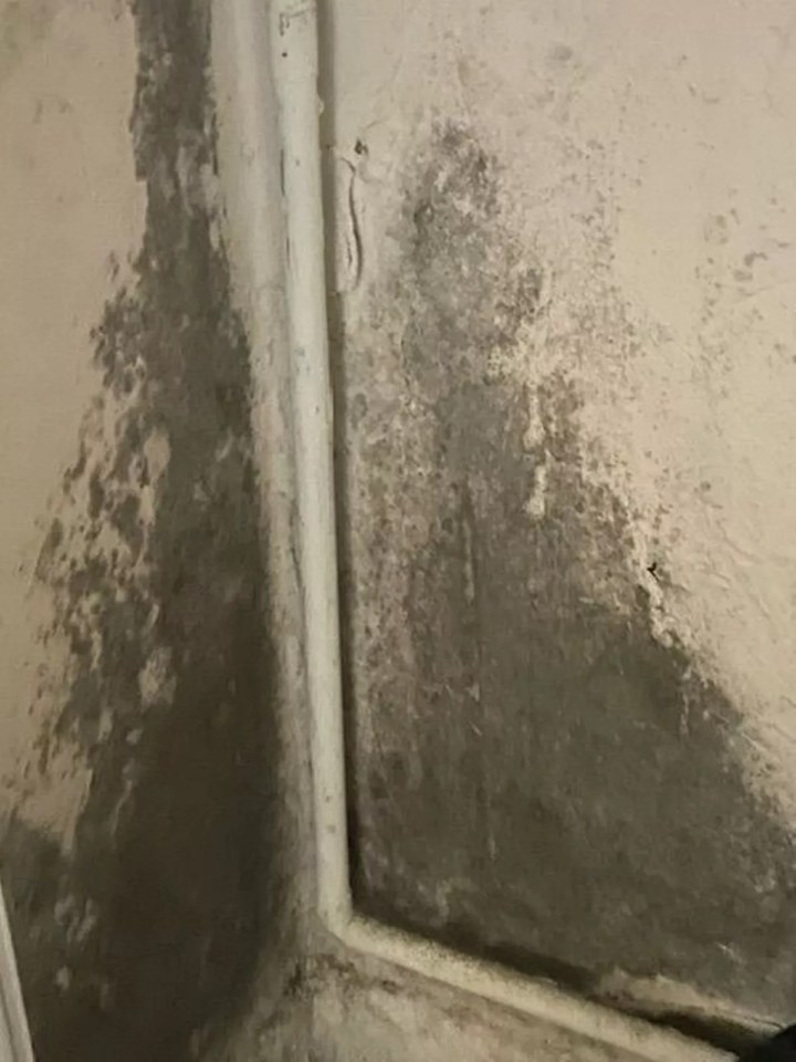 The hospital has written to the local authority asking for the family's situation to be reviewed. Pictured, the damp and mould