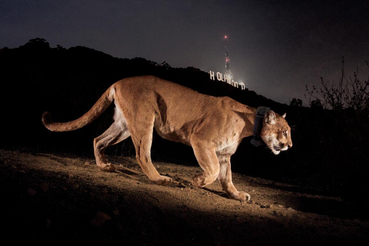 Big-cat photographer Steve Winter worked for 15 months to capture this photo of P-22 prowling under the Hollywood sign.