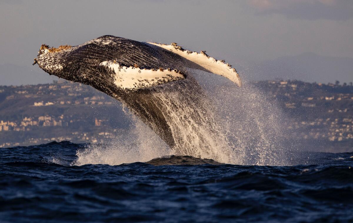 A humpback whale lunges out of blue ocean waters 