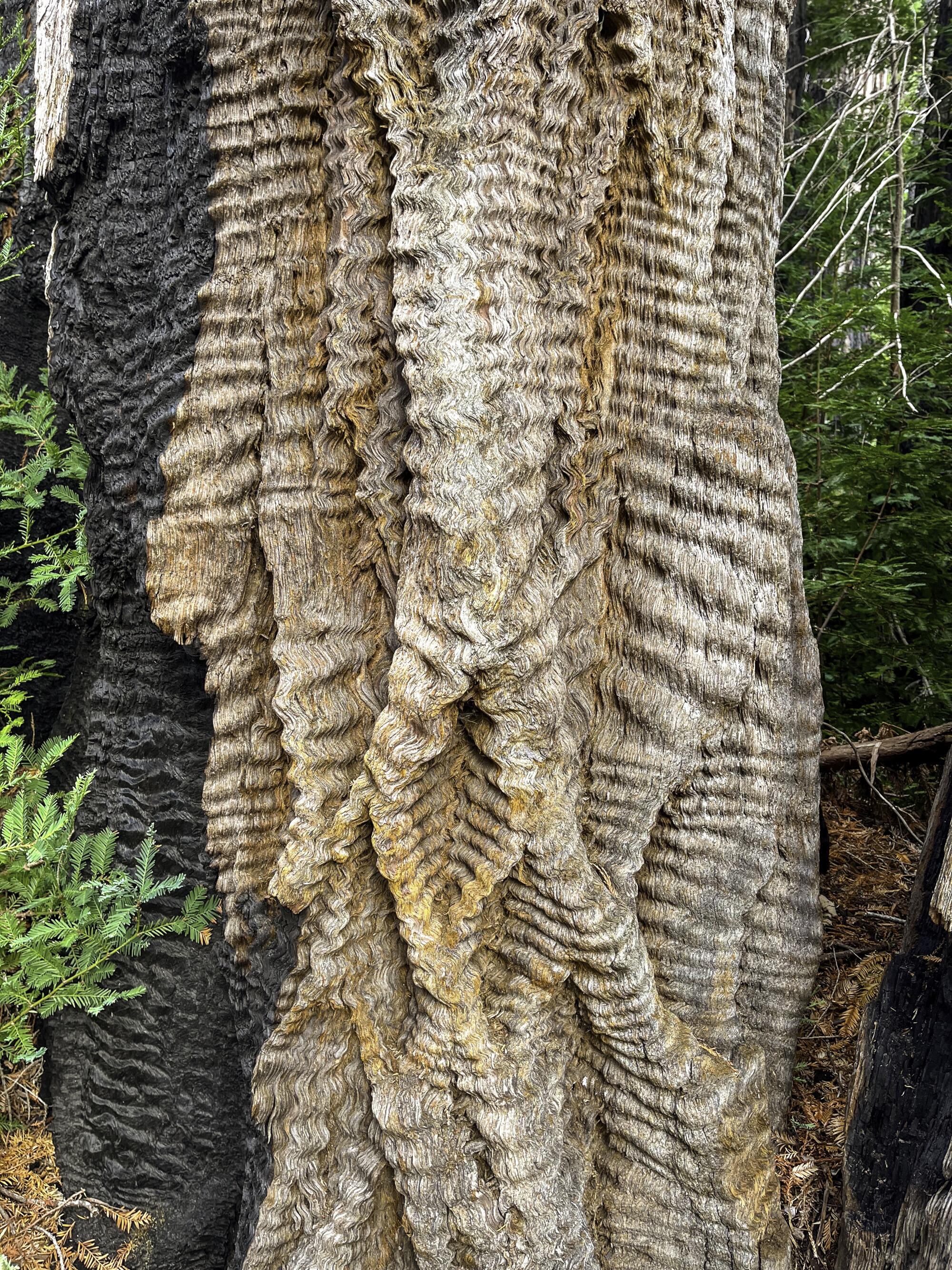 This is a coast redwood in Big Basin Redwoods State Park with a rare anomaly that has left its bark looking wavy or curly. 