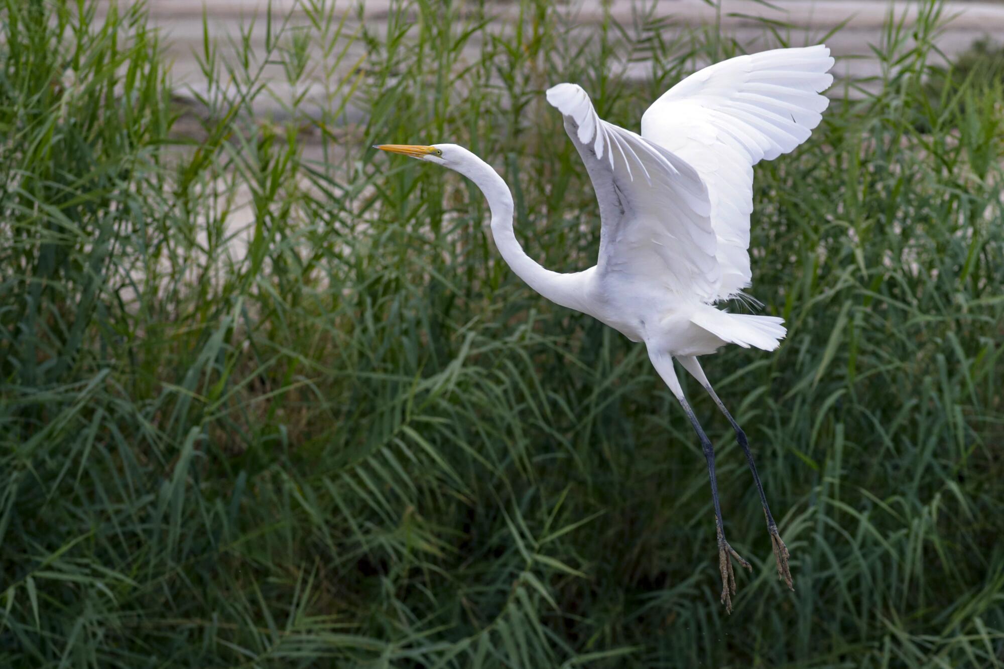 An egret rises from Salton Sea marshland.  