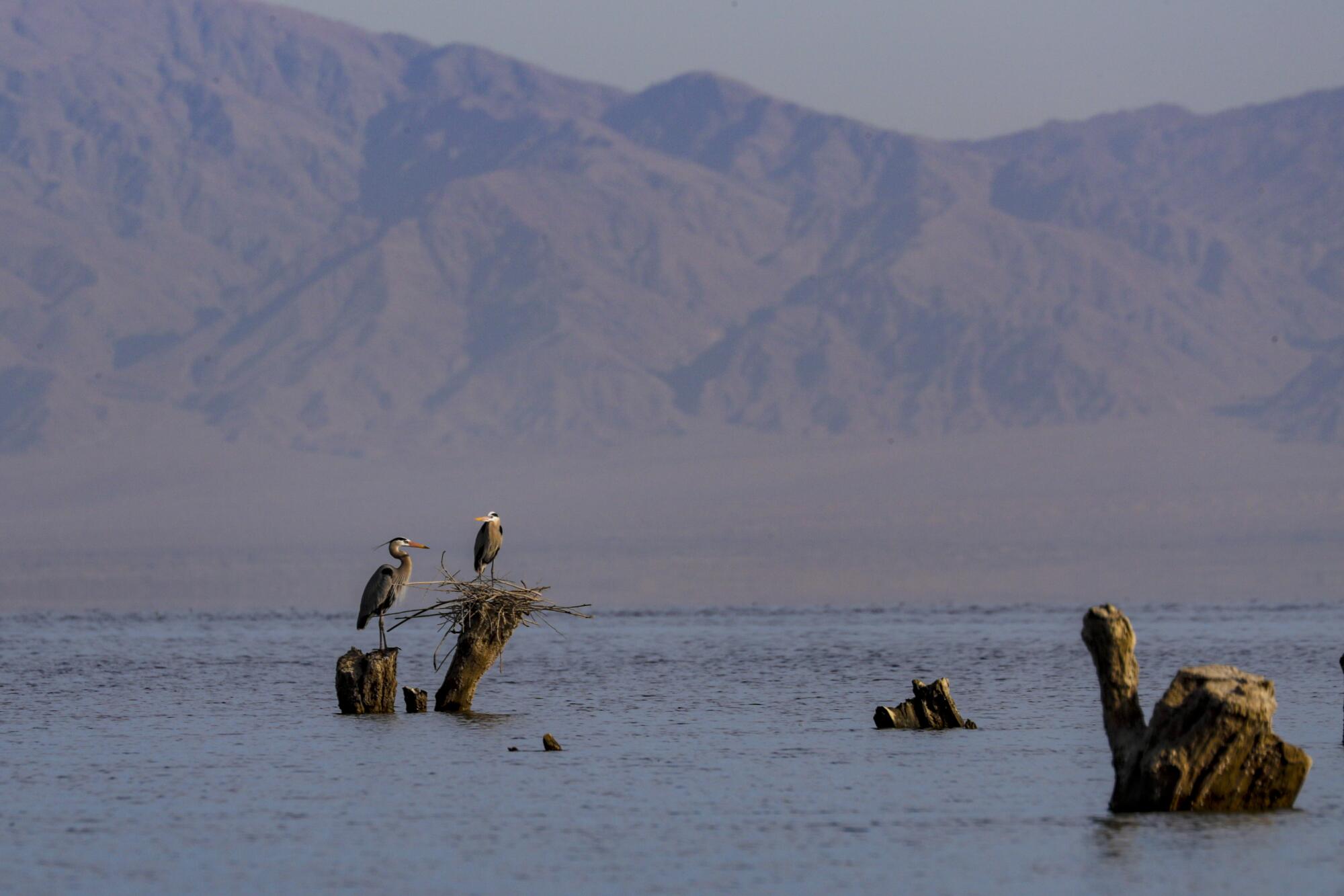 A pair of herons nest on protruding branches at Salton Sea.