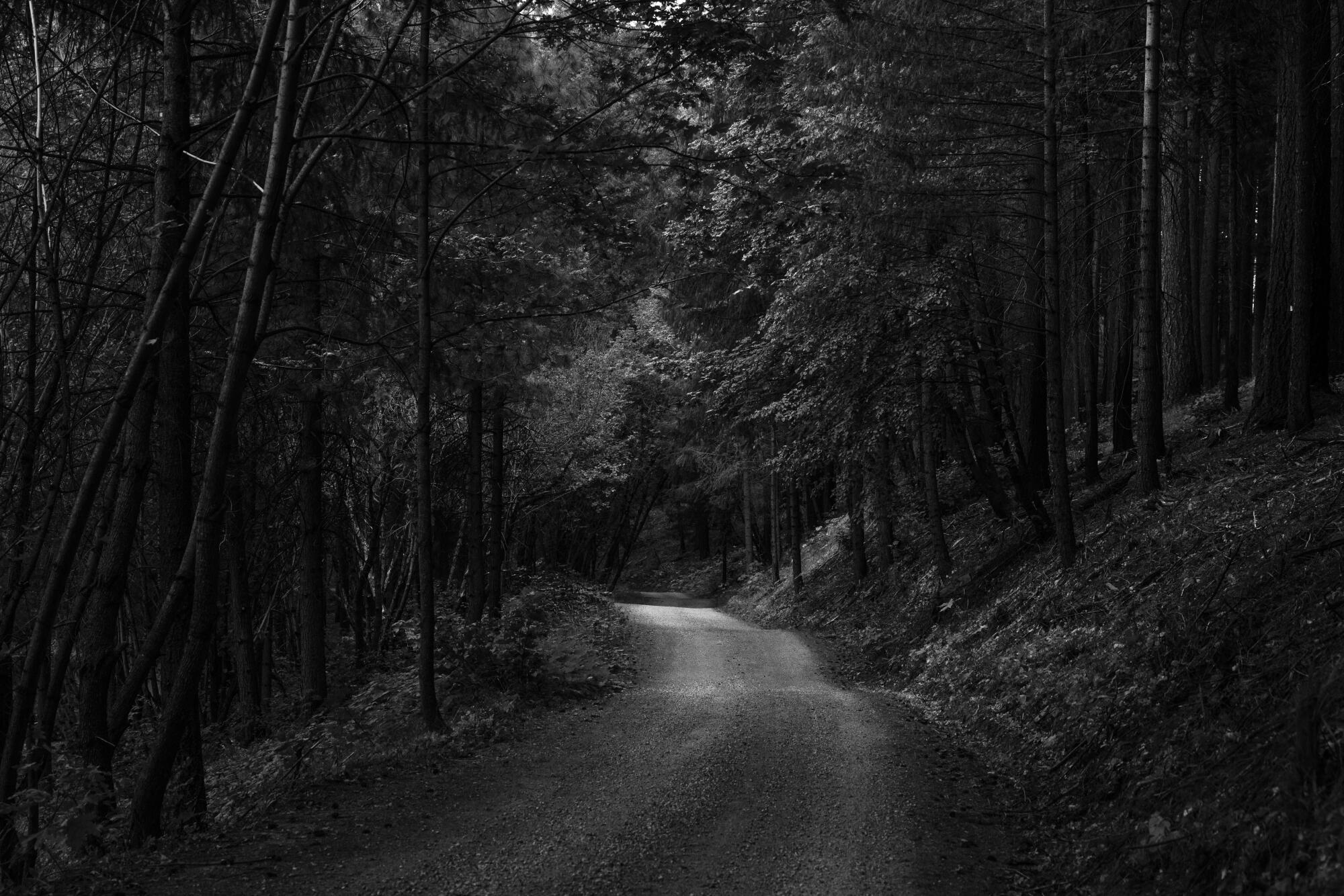 A densely wooded area of Eldorado National Forest where the remains of two girls were found in 1984.