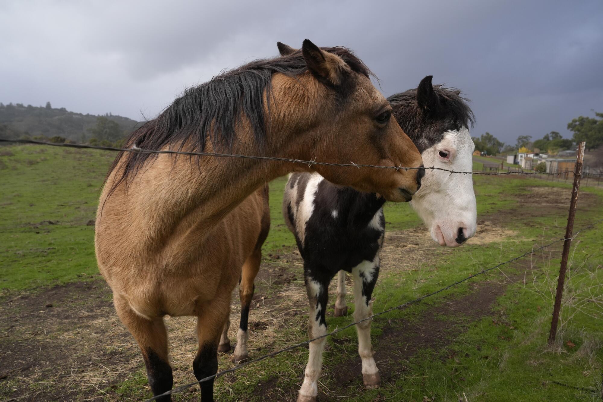 Horses graze on a pasture in Portola Valley.