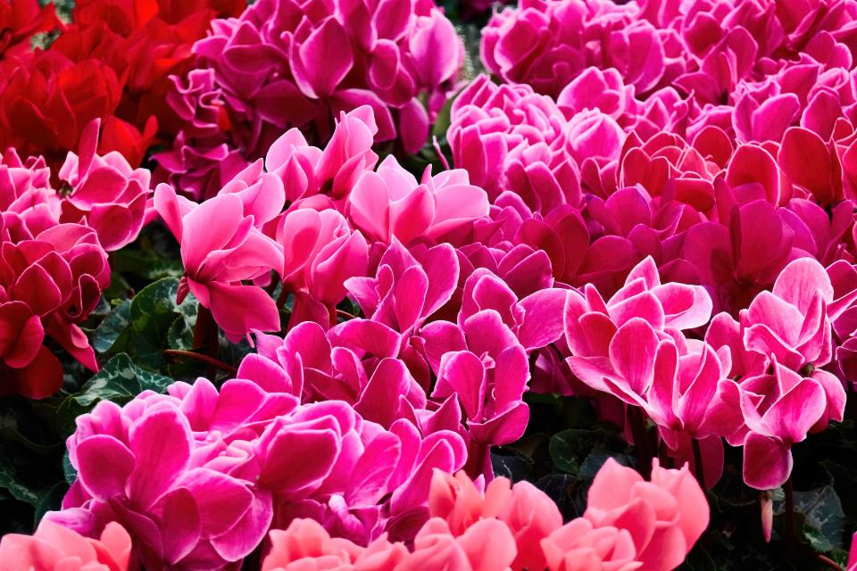 A mass of pink cyclamen