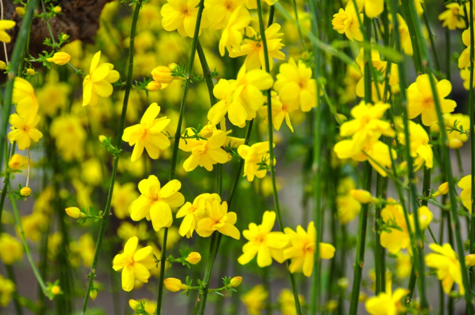 Winter jasmine brings the sunshine to your outside space