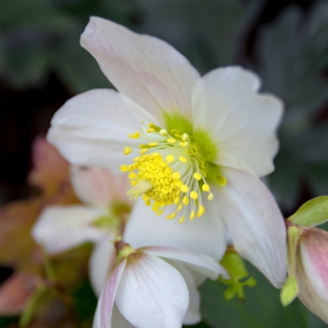 Hellebores are the perfect way to add elegance to your garden