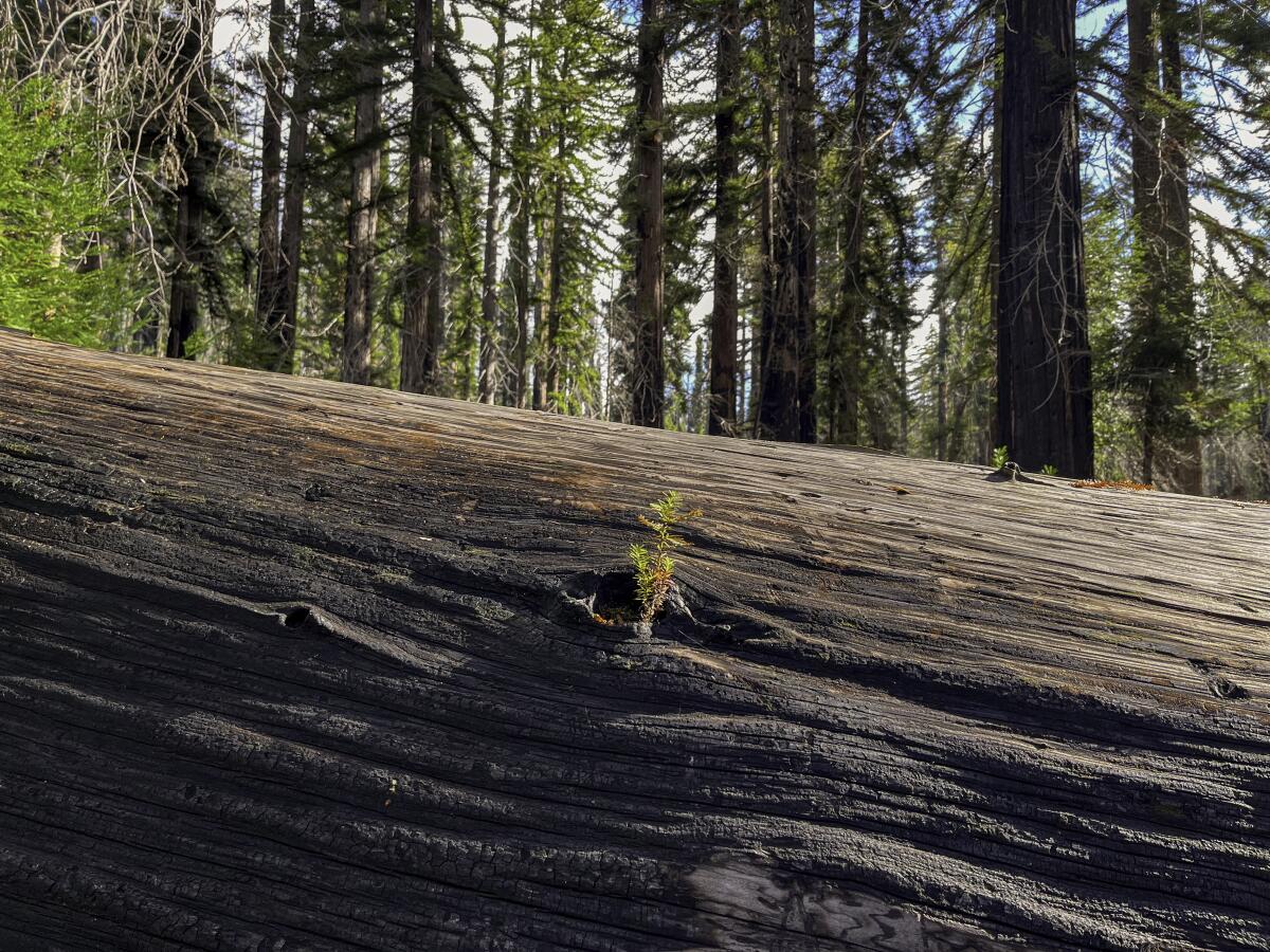 A fallen tree trunk in Big Basin Redwoods State Park, which mostly burned in 2020