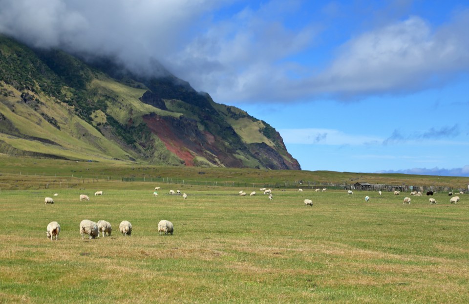 On the world's most remote island, residents are assigned two sheep each