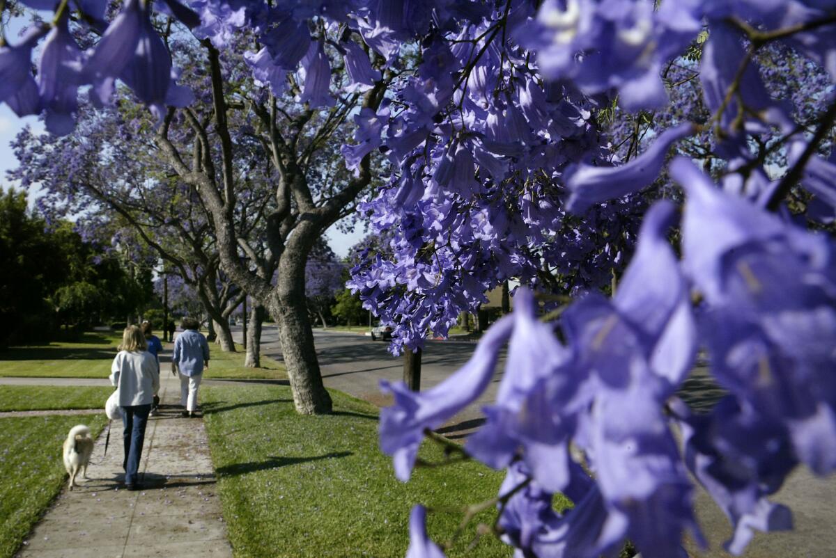 MAY 19: Pedestrians pass by jacarandas