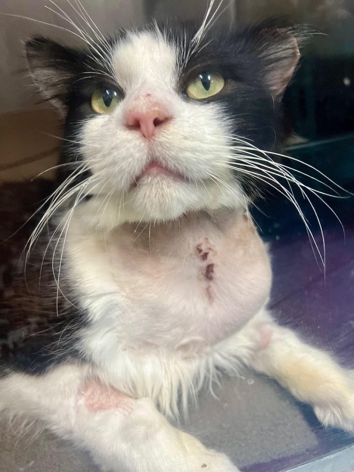 Brave kitty Mustang survived a rare illness against the odds