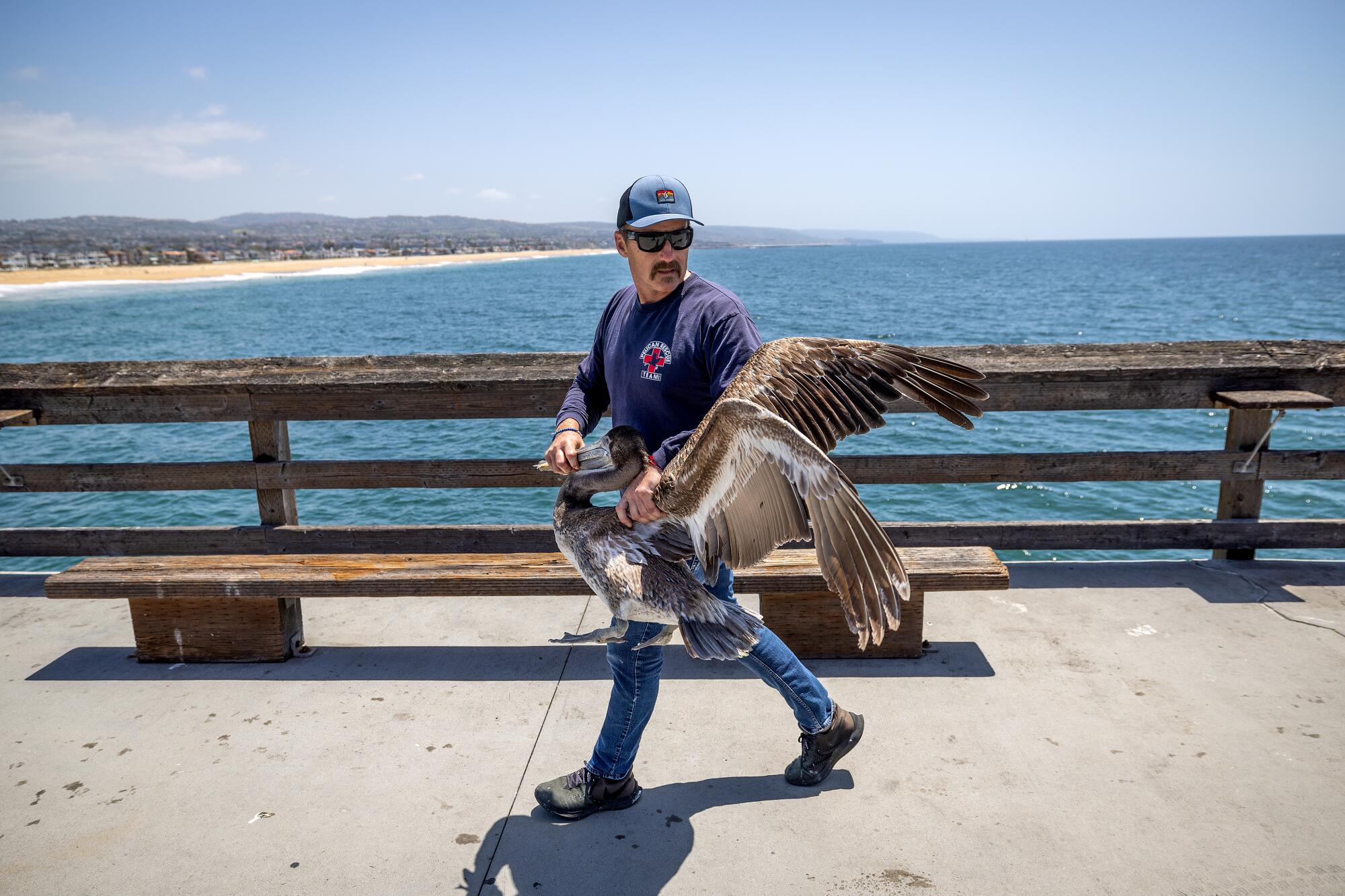 A man rescues another sick and dying Brown pelican on the Balboa Pier 