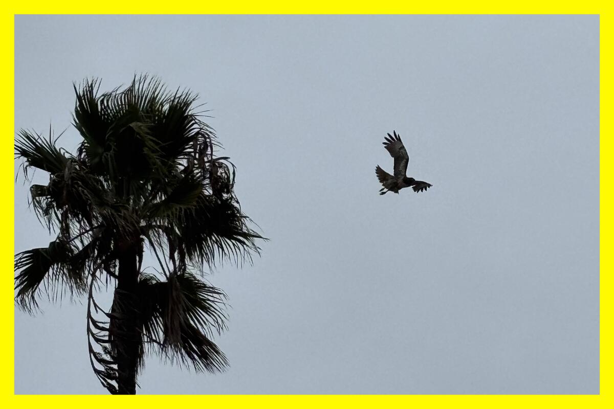 A hawk flies from a palm tree near the LAX Dunes Preserve.