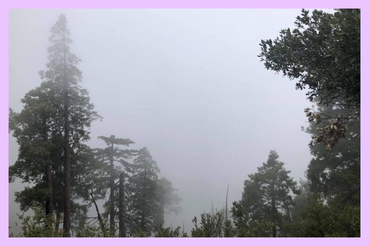 A misty sky surrounds coniferous trees.