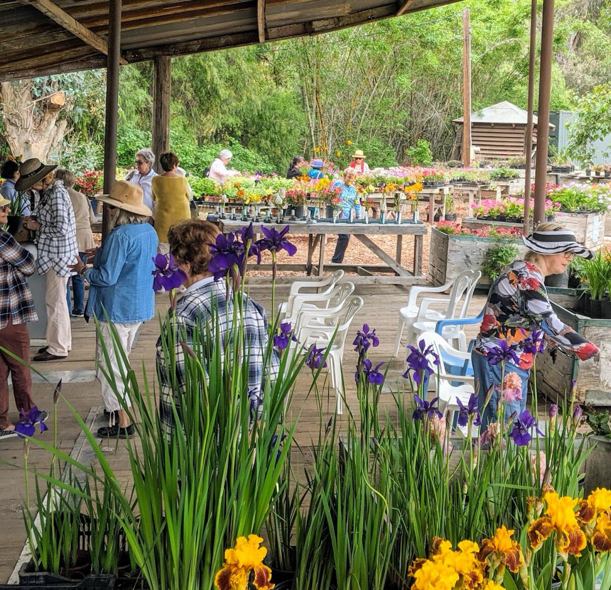 The Greenwood Daylily Nursery sales area with old wooden barn floor and blooming irises.