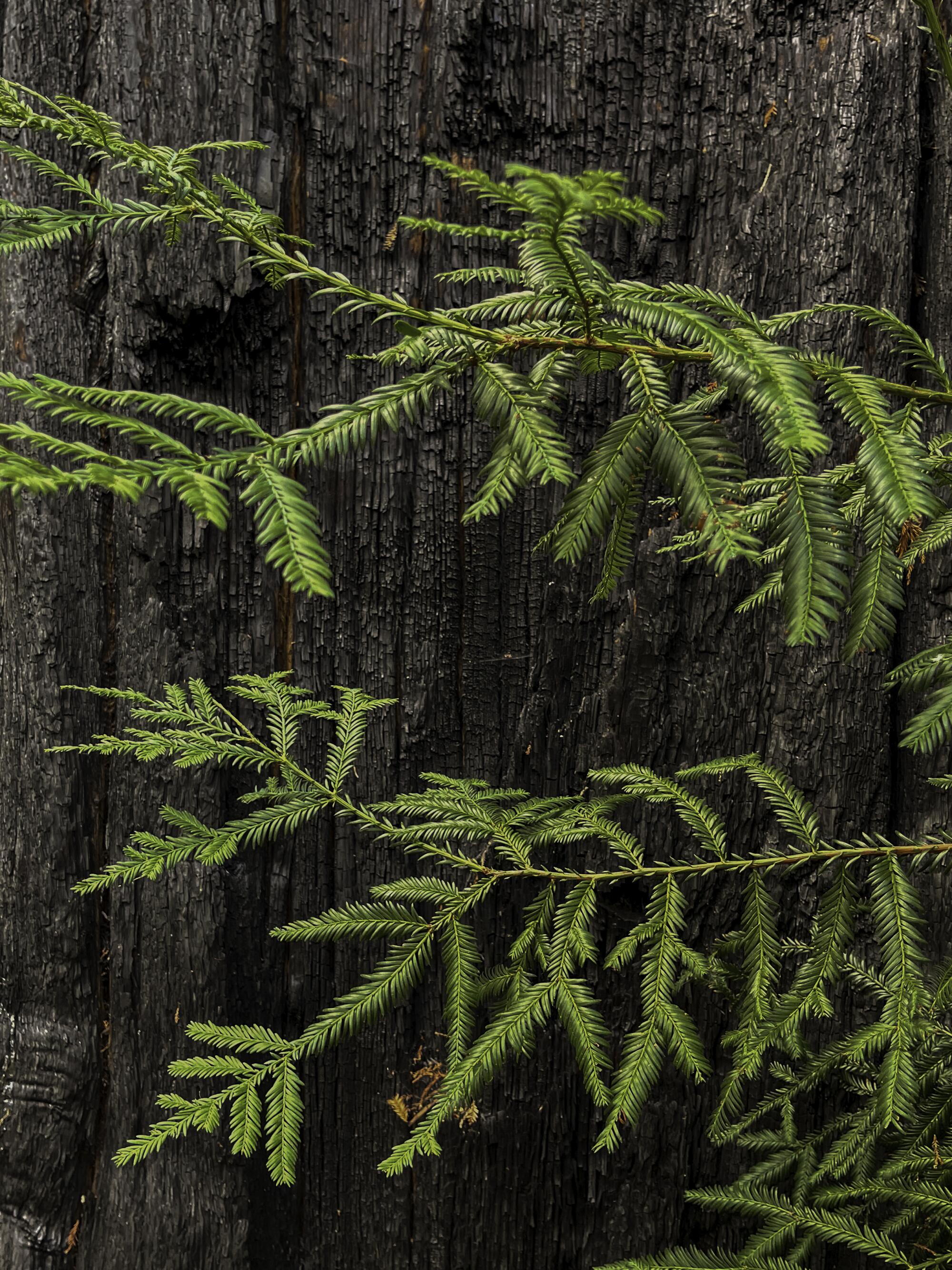 Redwoods can resprout from their trunks.