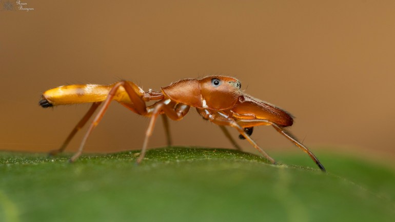 Myrmarachne ichneumon, male