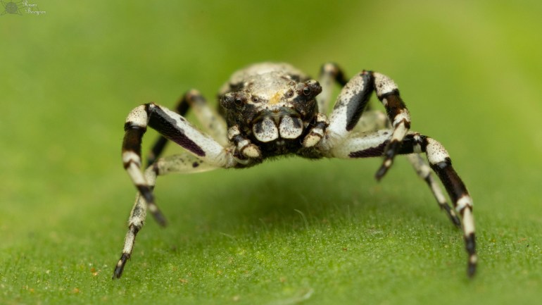 A female Pherecydes zebra or African wide-eyed crab spider found in the Ndumo Game Reserve, near the South Africa-Mozambique border [Courtesy of Ruan Booysen]