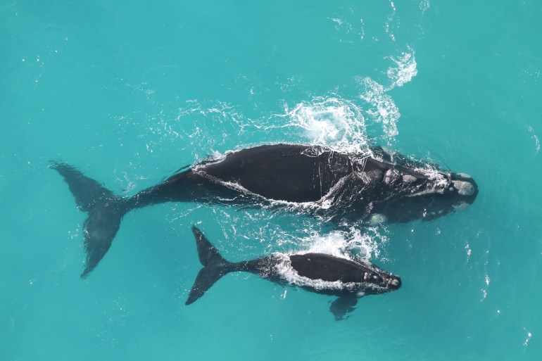 Southern right whales in Hermanus, South Africa. [Courtesy of the Whale Unit of University of Pretoria’s Mammal Research Institute]